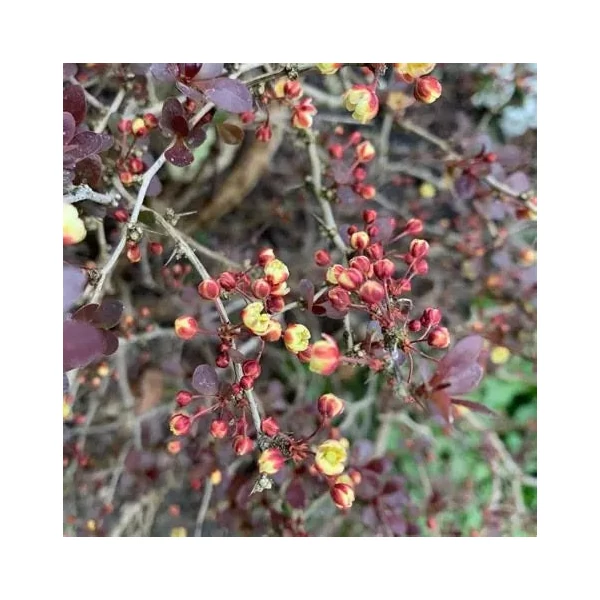 Berberis thunbergii 'Rose Glow' - Japán borbolya