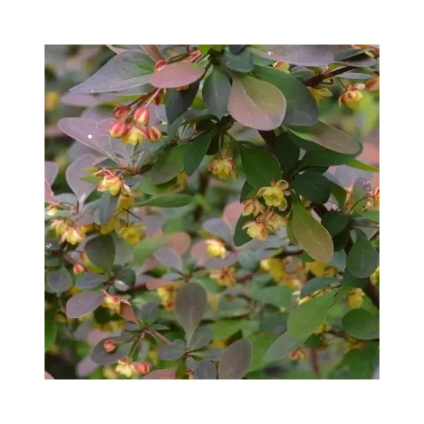 Berberis thunbergii 'Rose Glow' - Japán borbolya