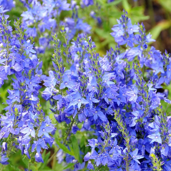 Veronica teucrium 'Azurit' - Gamandor veronika