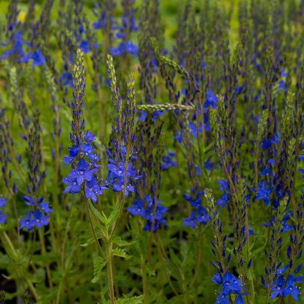 Veronica teucrium 'Azurit' - Gamandor veronika