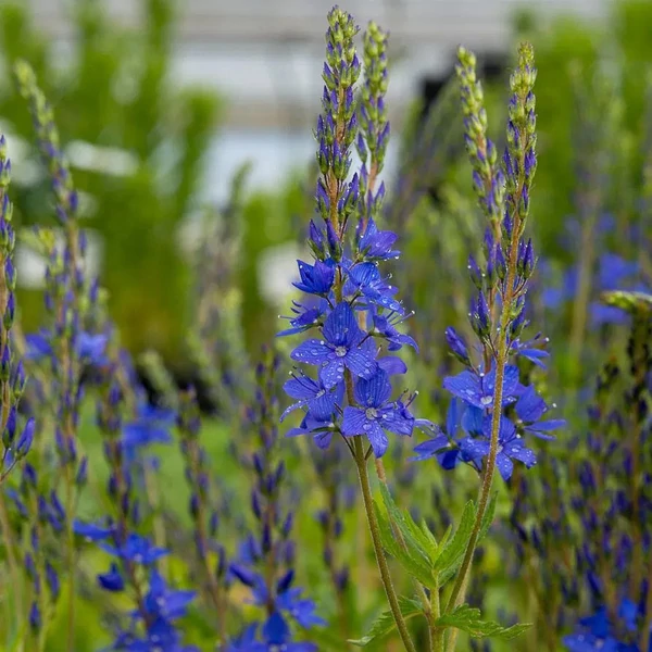 Veronica teucrium 'Azurit' - Gamandor veronika