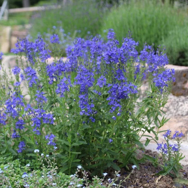 Veronica teucrium 'Azurit' - Gamandor veronika