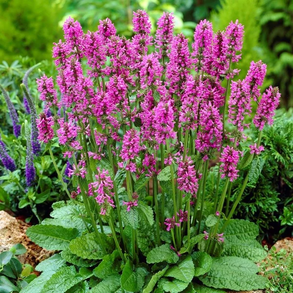 Betonica hirsuta 'Hummelo' (syn.: Stachys monieri) - Nagyvirágú tisztesfű