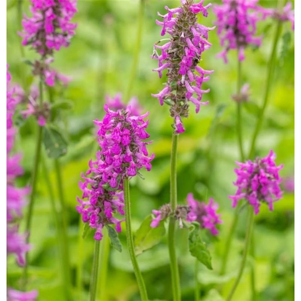 Betonica hirsuta 'Hummelo' (syn.: Stachys monieri) - Nagyvirágú tisztesfű