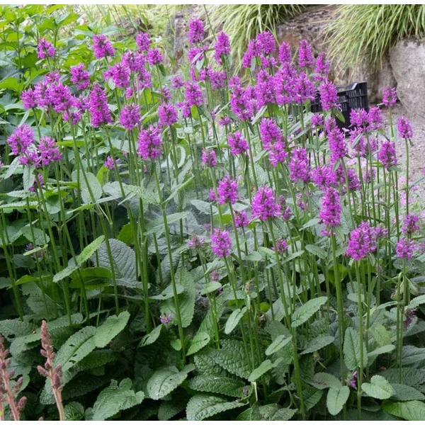 Betonica hirsuta 'Hummelo' (syn.: Stachys monieri) - Nagyvirágú tisztesfű