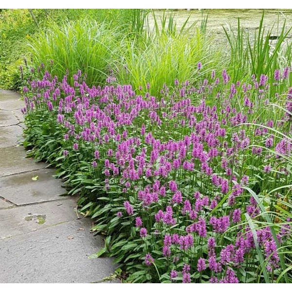 Betonica hirsuta 'Hummelo' (syn.: Stachys monieri) - Nagyvirágú tisztesfű