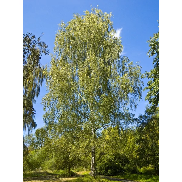 Betula pendula - Közönséges nyírfa