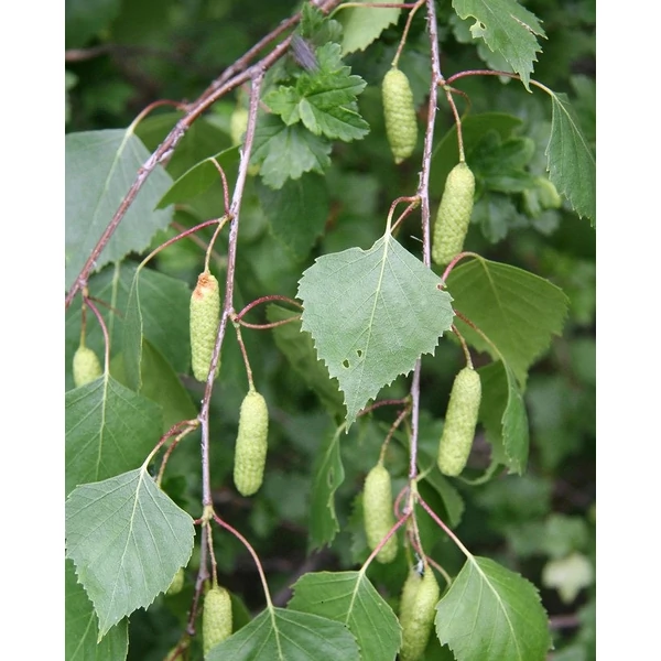Betula pendula - Közönséges nyírfa