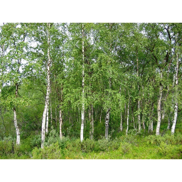 Betula pendula - Közönséges nyírfa