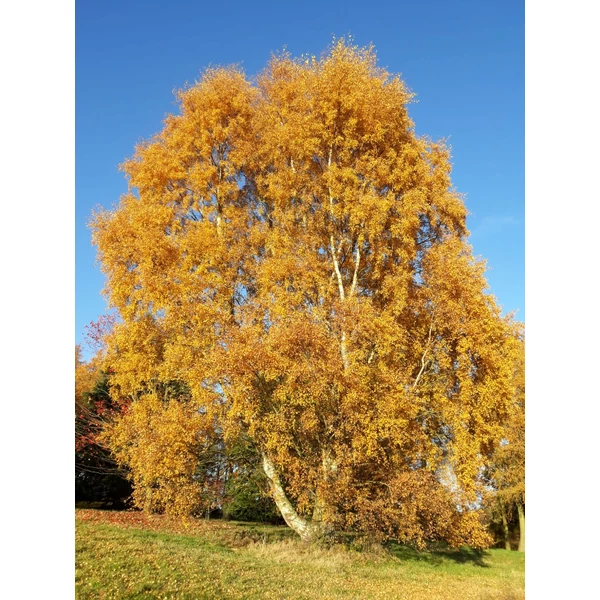 Betula pendula - Közönséges nyírfa