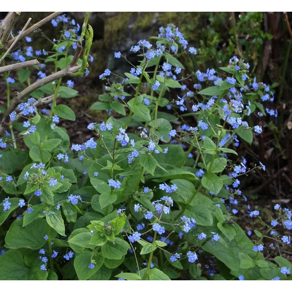 Brunnera macrophylla - Kaukázusi nefelejcs