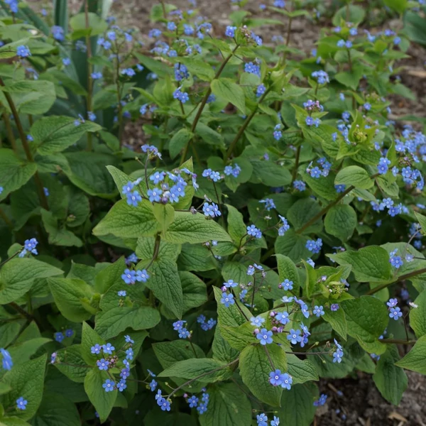 Brunnera macrophylla - Kaukázusi nefelejcs