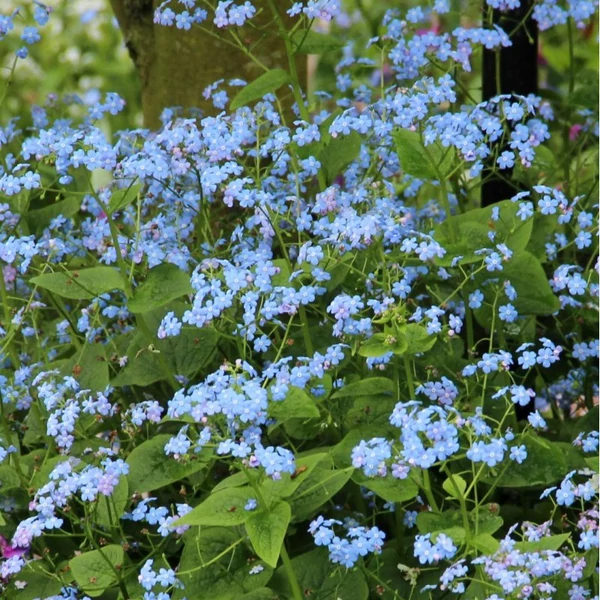 Brunnera macrophylla - Kaukázusi nefelejcs