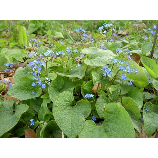 Brunnera macrophylla - Kaukázusi nefelejcs