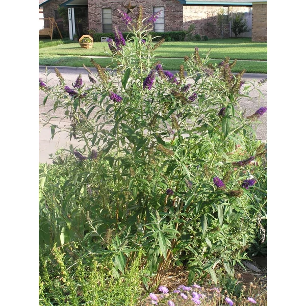 Buddleia davidii 'Black Knight' - Nyáriorgona