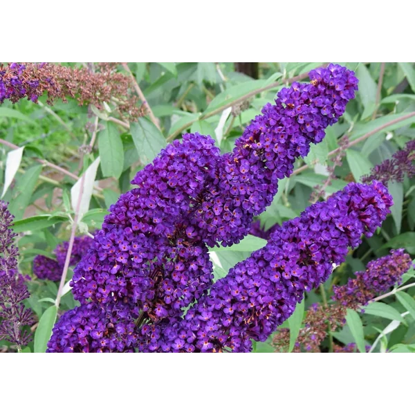 Buddleia davidii 'Black Knight' - Nyáriorgona