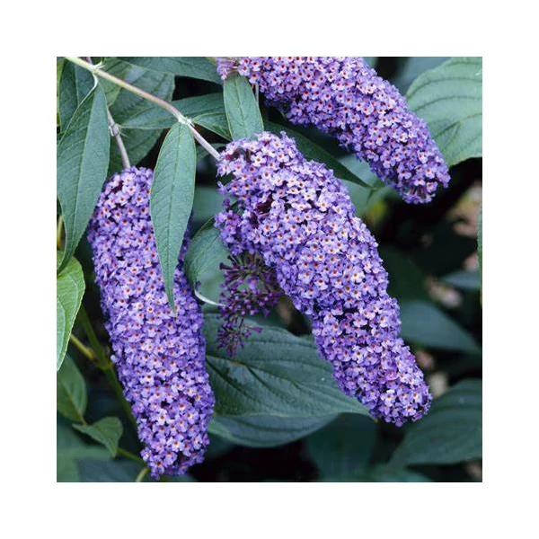 Buddleia davidii 'Nanho Blue' - Nyáriorgona