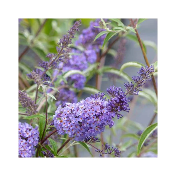 Buddleia davidii 'Nanho Blue' - Nyáriorgona