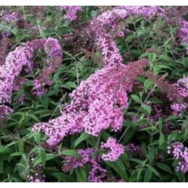 Buddleia davidii 'Pink Delight' - Nyáriorgona