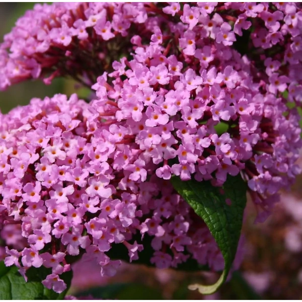 Buddleia davidii 'Pink Delight' - Nyáriorgona