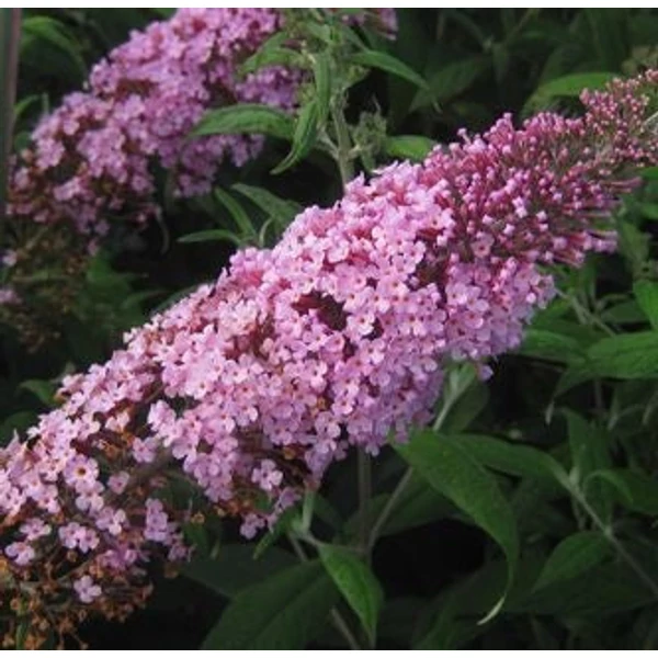 Buddleia davidii 'Pink Delight' - Nyáriorgona