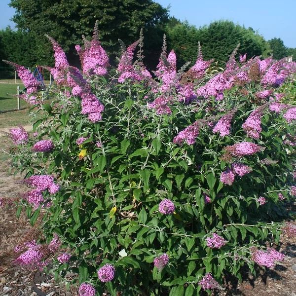 Buddleia davidii 'Pink Panther' - Nyáriorgona
