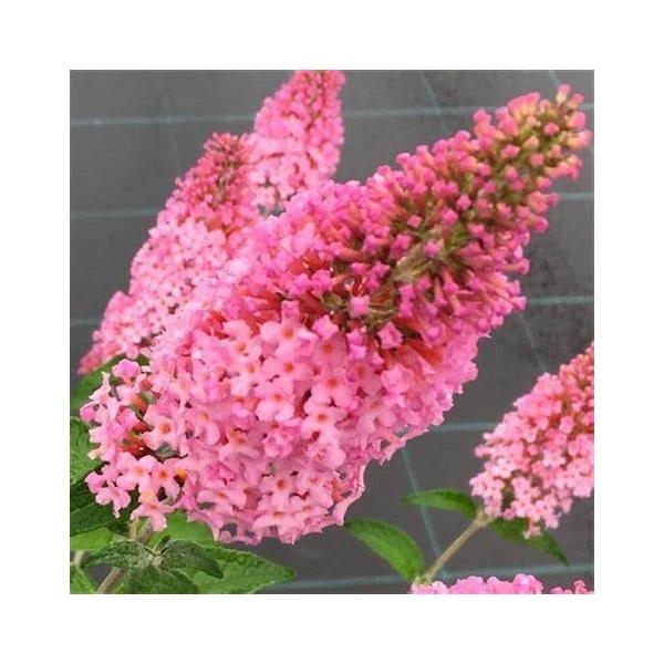 Buddleia davidii 'Pink Panther' - Nyáriorgona