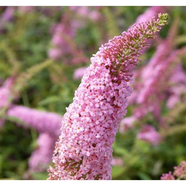 Buddleia davidii 'Pink Panther' - Nyáriorgona