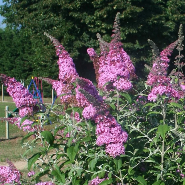 Buddleia davidii 'Pink Panther' - Nyáriorgona