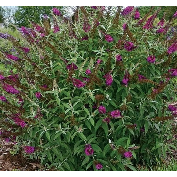 Buddleia davidii 'Royal Red' - Nyáriorgona