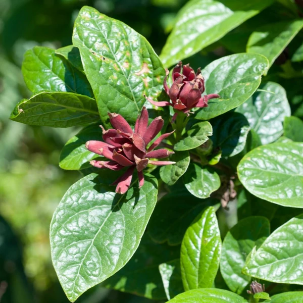 Calycanthus floridus - llatos fűszercserje