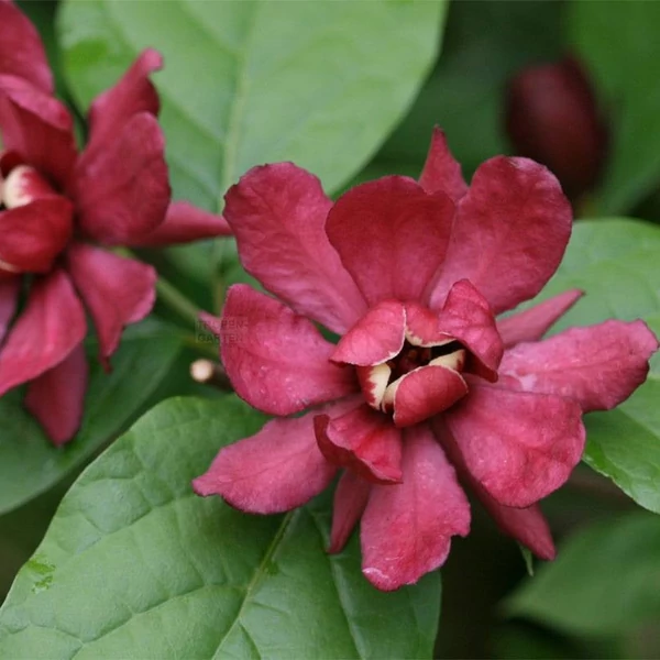 Calycanthus floridus - llatos fűszercserje