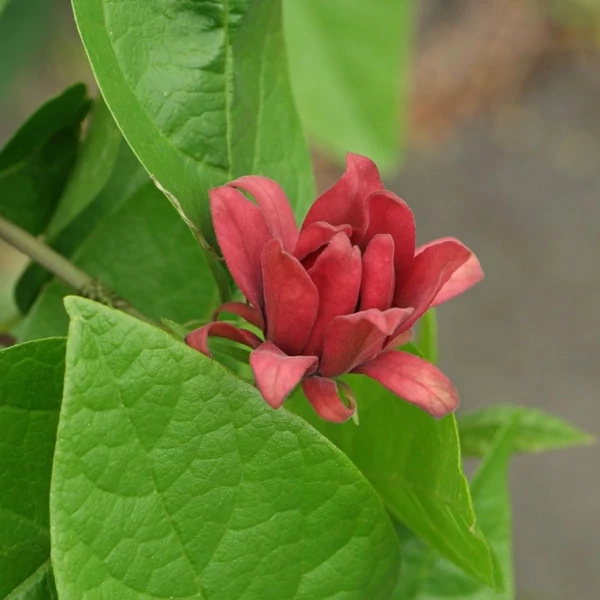 Calycanthus floridus - llatos fűszercserje