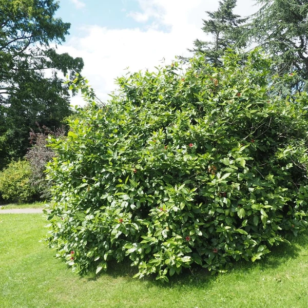 Calycanthus floridus - llatos fűszercserje