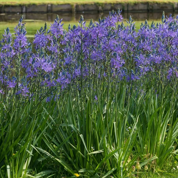 Camassia leichtlinii 'Caerulea' – Prérigyertya
