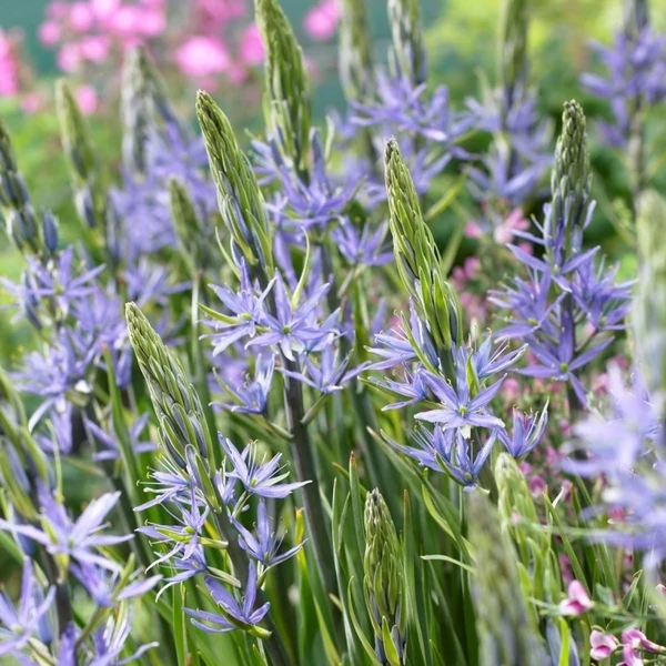 Camassia leichtlinii 'Caerulea' – Prérigyertya