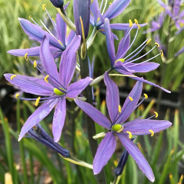 Camassia leichtlinii 'Caerulea' – Prérigyertya