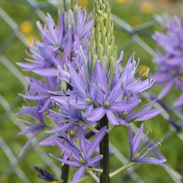 Camassia leichtlinii 'Caerulea' – Prérigyertya