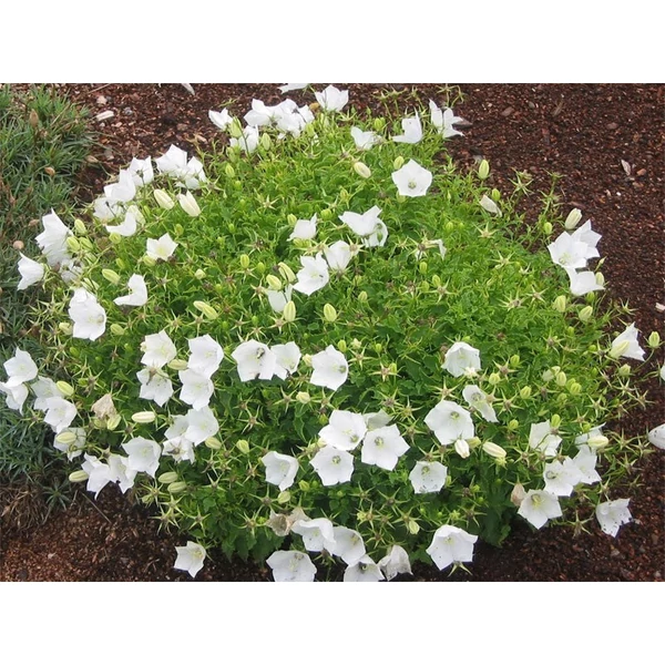 Campanula carpatica 'Carillon White' - Kárpáti harangvirág