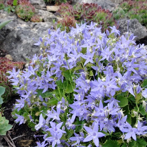 Campanula garganica - Garganói harangvirág