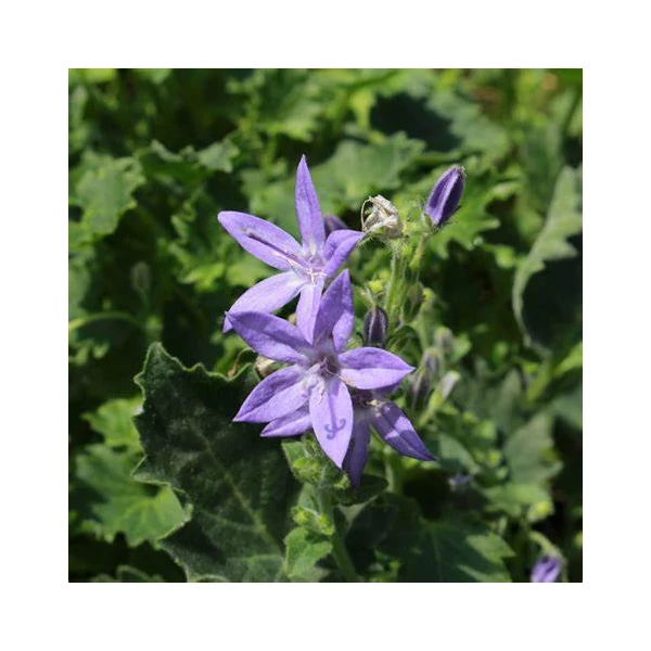 Campanula garganica - Garganói harangvirág