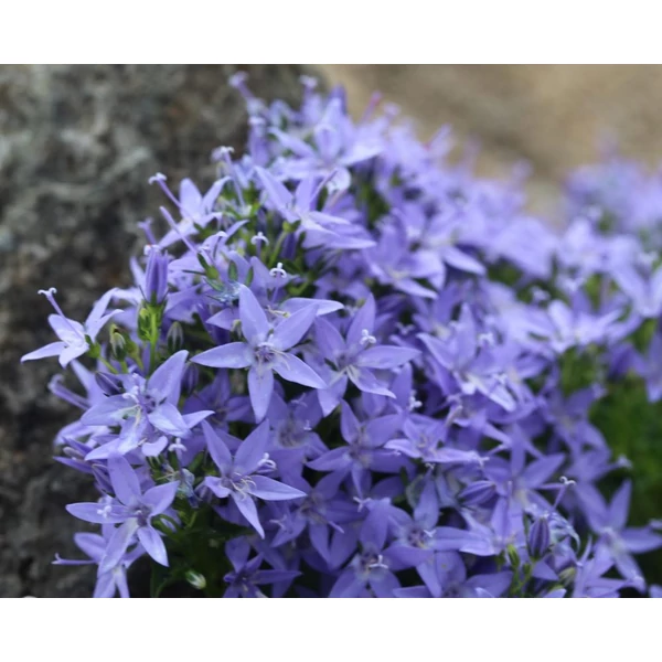 Campanula garganica - Garganói harangvirág