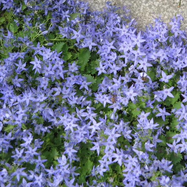 Campanula garganica - Garganói harangvirág