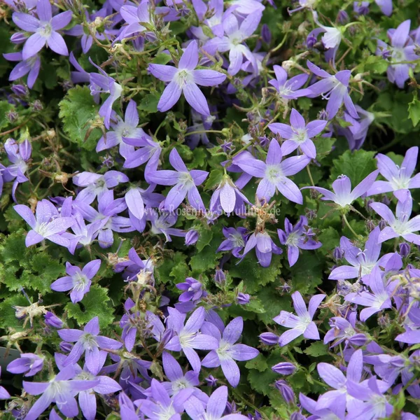 Campanula poscharskyana 'Stella' - Balkáni harangvirág