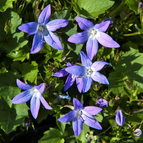 Campanula poscharskyana 'Stella' - Balkáni harangvirág