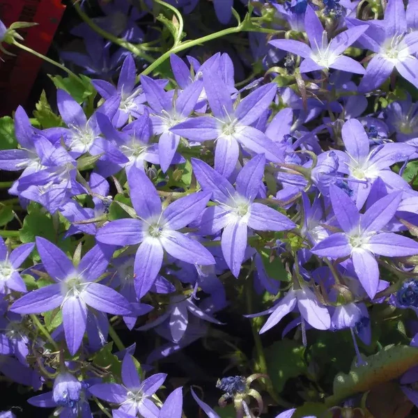 Campanula poscharskyana 'Stella' - Balkáni harangvirág