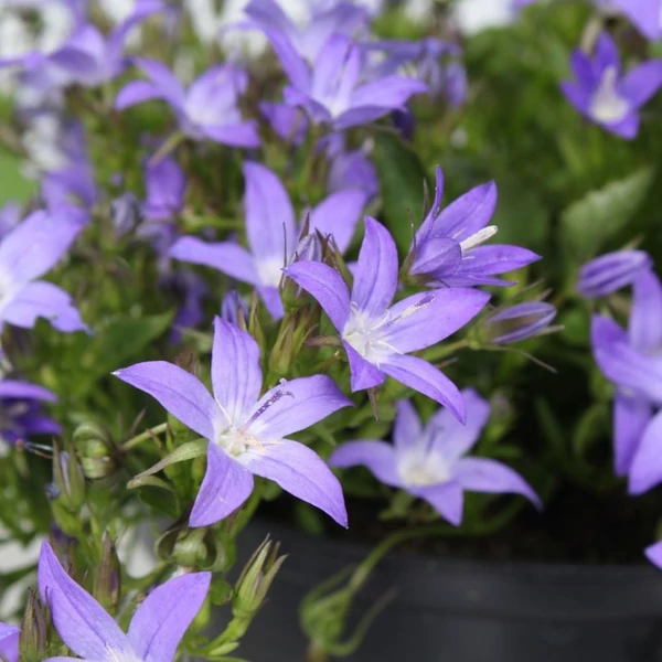 Campanula poscharskyana 'Stella' - Balkáni harangvirág