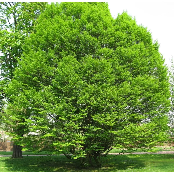 Carpinus betulus - Közönséges gyertyán