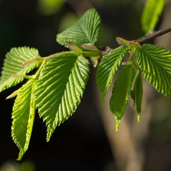 Carpinus betulus - Közönséges gyertyán