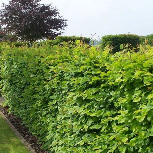 Carpinus betulus - Közönséges gyertyán